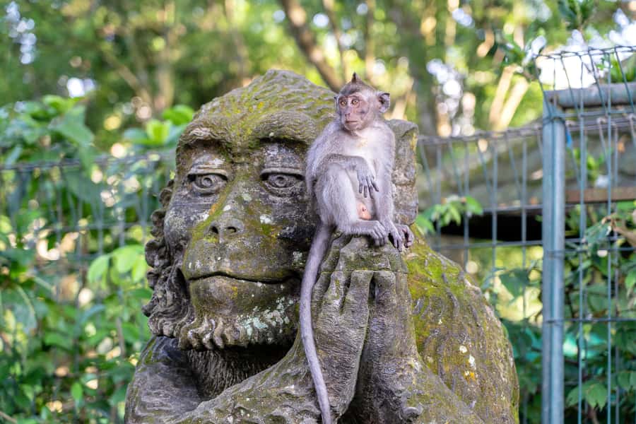 Bali: ATV, Water Rafting, and Monkey Forest Tour - How the day fits together