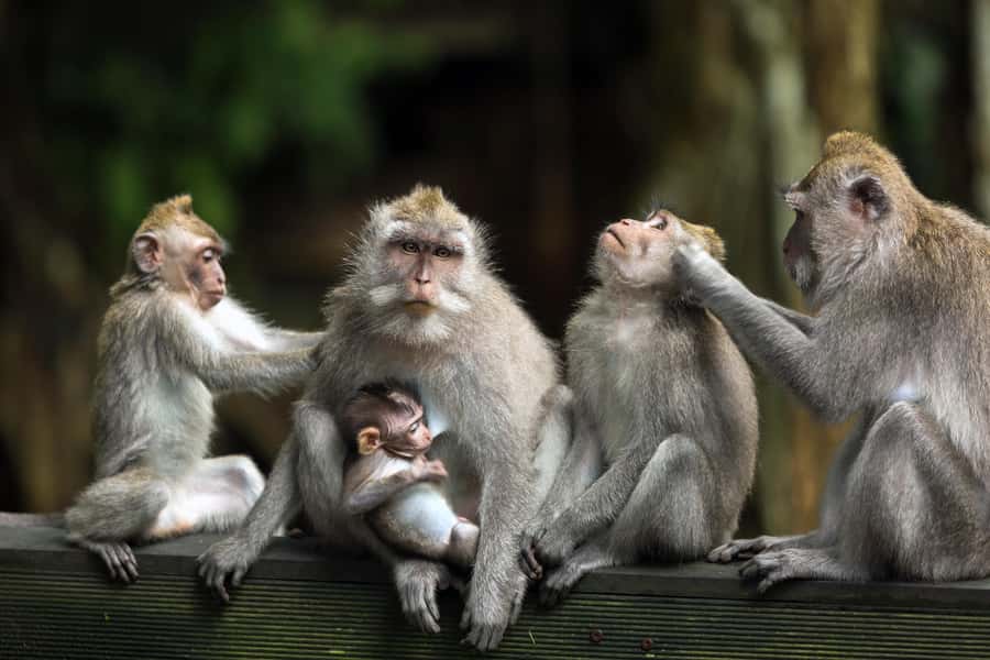 Bali: ATV, Water Rafting, and Monkey Forest Tour - What the $67 price really buys