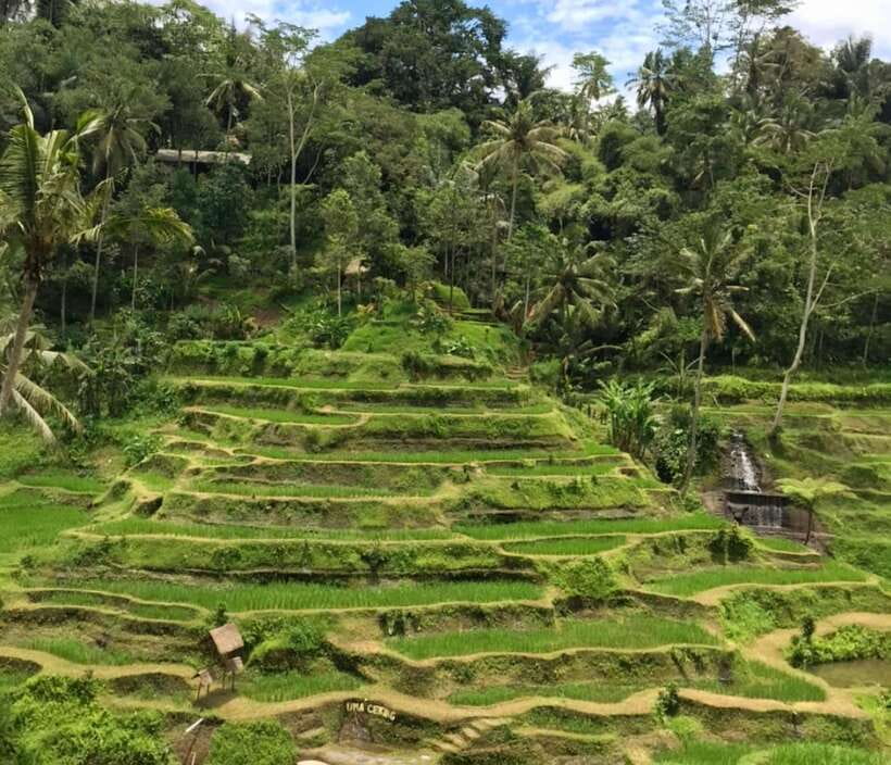 Bali: Bali Insta Journey Private Tour (All-Inclusive) - Uma Ceking swing and rice-terrace views