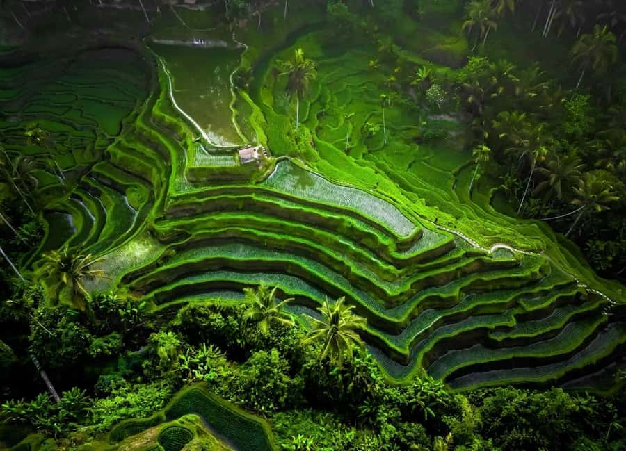 Bali: Barong Dance Show, Ricefields Tegallalang & Waterfall - What the Omma Day Club detail means