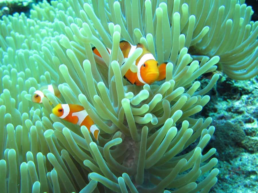 Bali: Basic Snorkeling at Menjangan Island - The 9 am pickup and boat ride