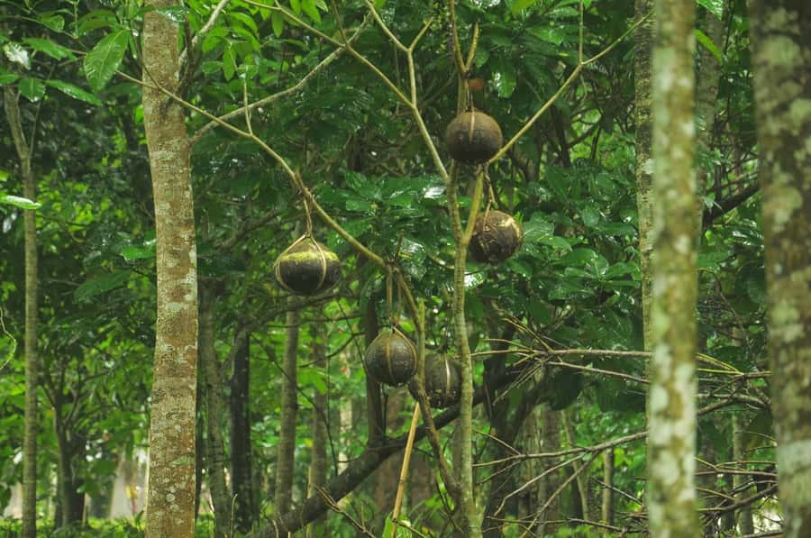 Bali/Batur: Mystical & Burial Rituals Tour with Kehen Temple - Practical preparation for an eight-hour day