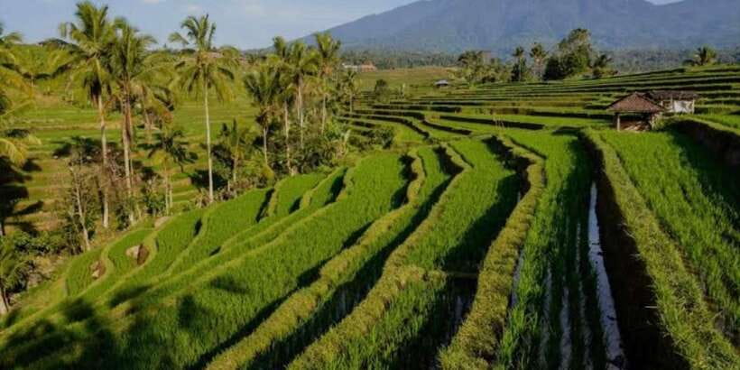 Bali: Bedugul, Jatiluwih, Taman ayun, Tanah lot private tour - Smart ways to prepare