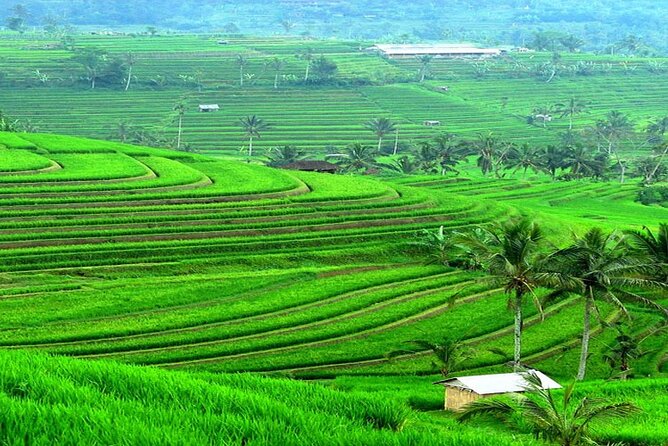 Bali: Bedugul Lake Temple, Banyumala Waterfall, UNESCO Rice Field - Banyumala Waterfall and the forest walk