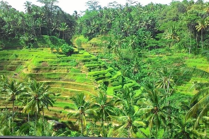 Bali Benoa Shore Excursion for cruise's passenger - All Inclusive - Ceking Rice Terrace: Lunch With a View