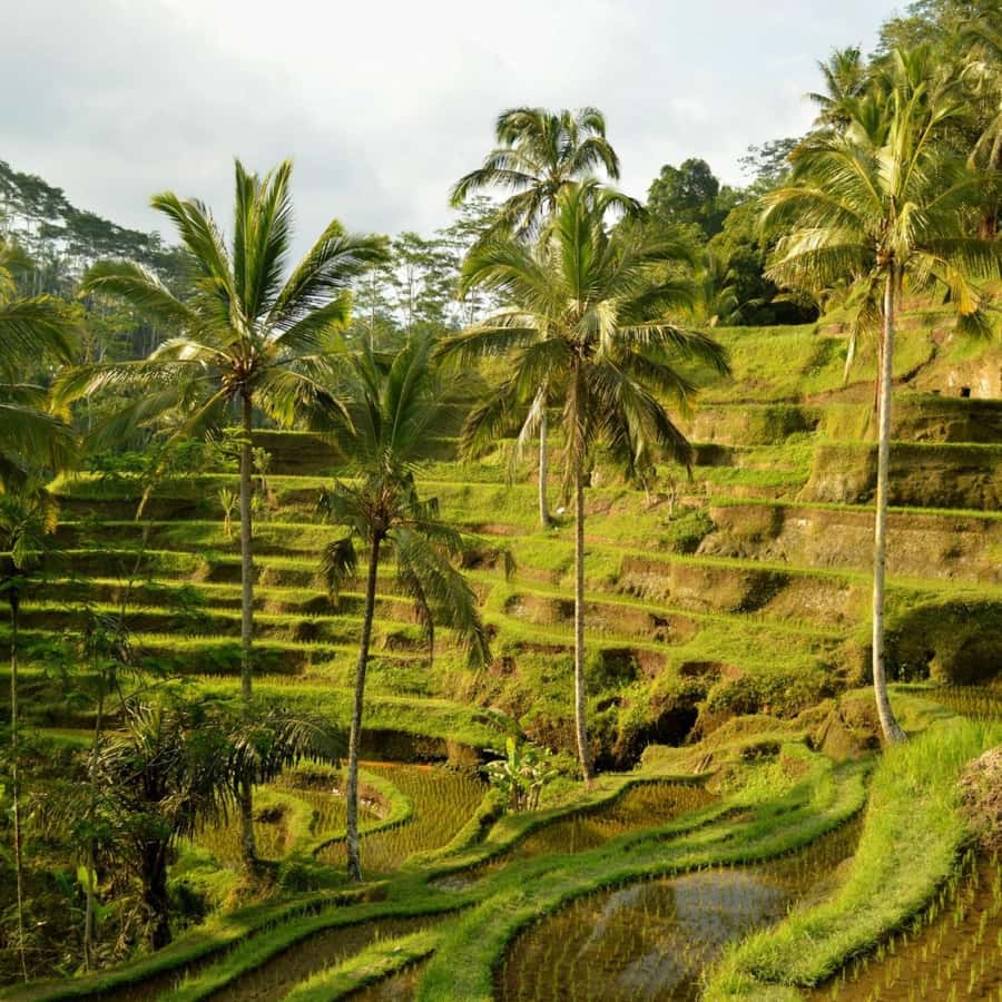 Bali Bliss: Dolphin Lovina Private Expedition - What this Bali day is really about