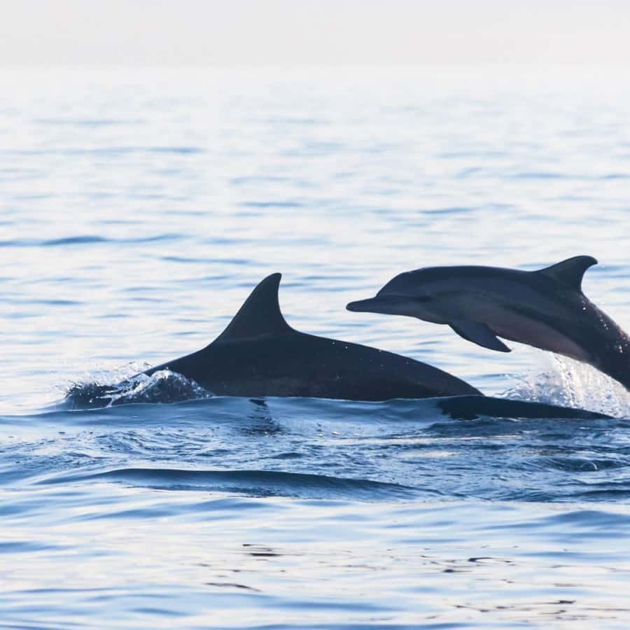 Bali Bliss: Dolphin Lovina Private Expedition - Option B: Lovina, Kintamani, and Tegallalang