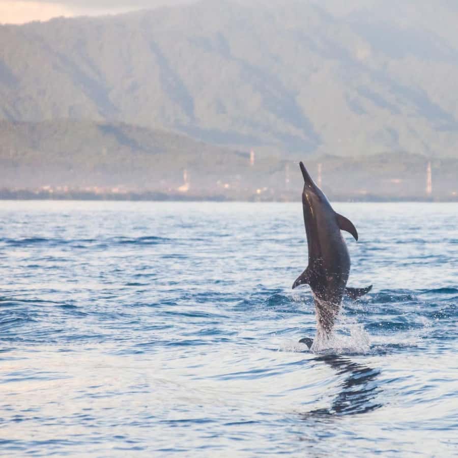 Bali Bliss: Dolphin Lovina Private Expedition - Option A: Lovina, Wanagiri, and the north Bali temples