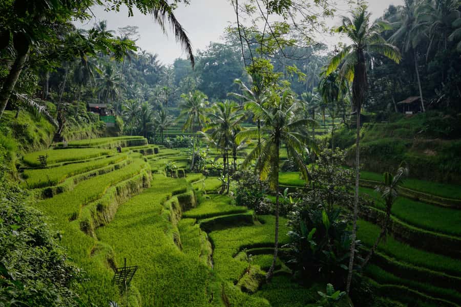 Bali Bliss: Yoga, Floating Breakfast and Rice terrace walk - Should you book Bali Bliss?