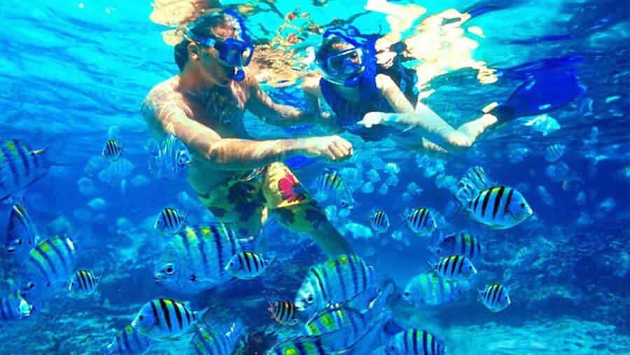 Bali: Blue Lagoon Snorkeling Inclusive of Lunch & Transport - What one strong booking tells you about the day