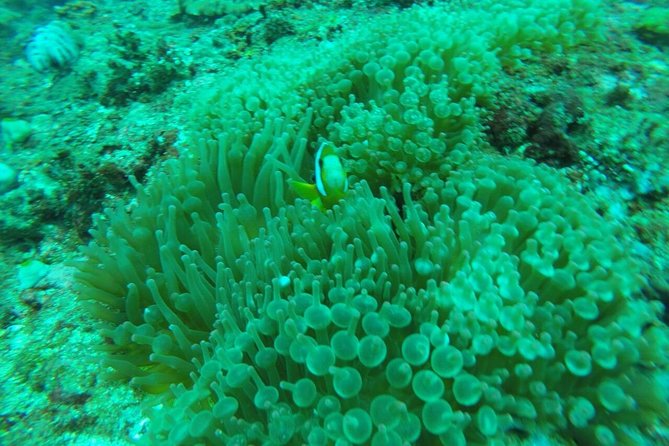 Bali Blue Lagoon Snorkeling Ticket And Transfer - Lunch, showers, and a practical finish