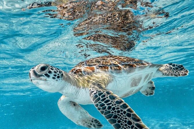 Bali Blue Lagoon Snorkeling with Optional Tour & Activities - Is $12.22 good value?