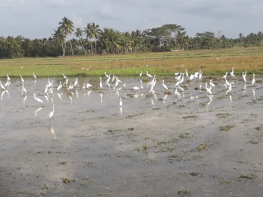 Bali: Countryside Bird Watching Tour with Hotel Transfer - Key points at a glance