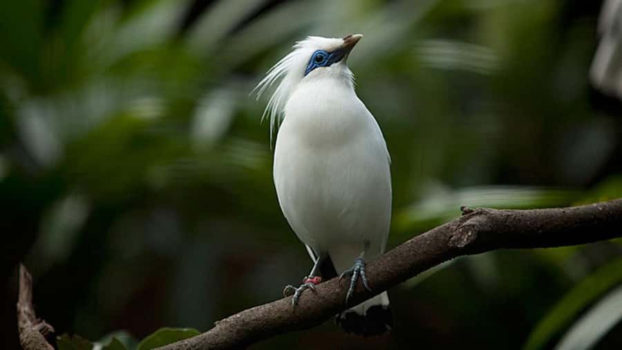 Bali: Countryside Bird Watching Tour with Hotel Transfer - What this Ubud birdwatching tour is really like