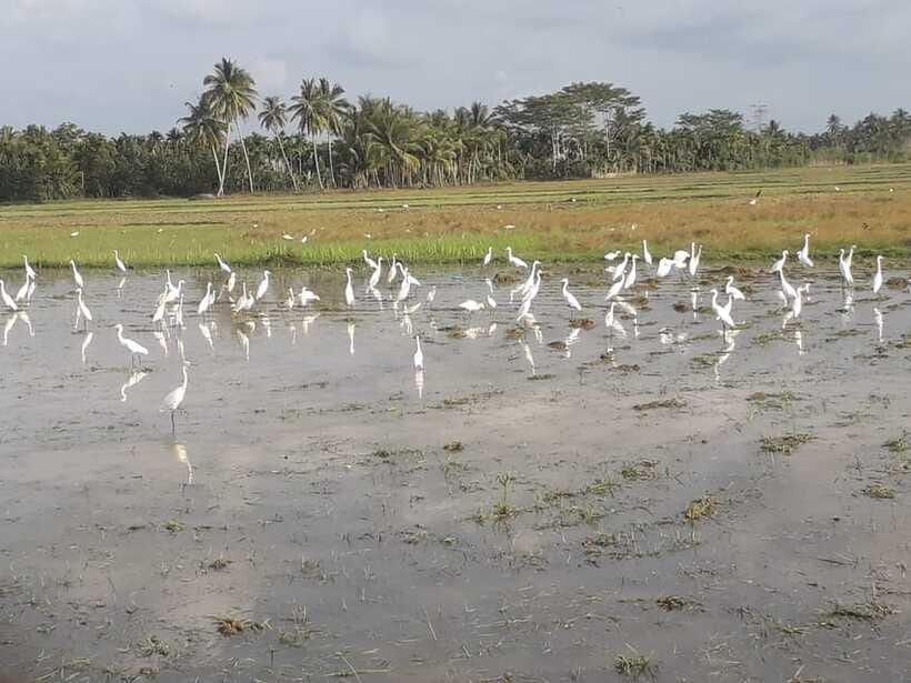 Bali: Countryside Bird Watching Tour with Hotel Transfer - Tjampuhan Ridge and early morning bird activity
