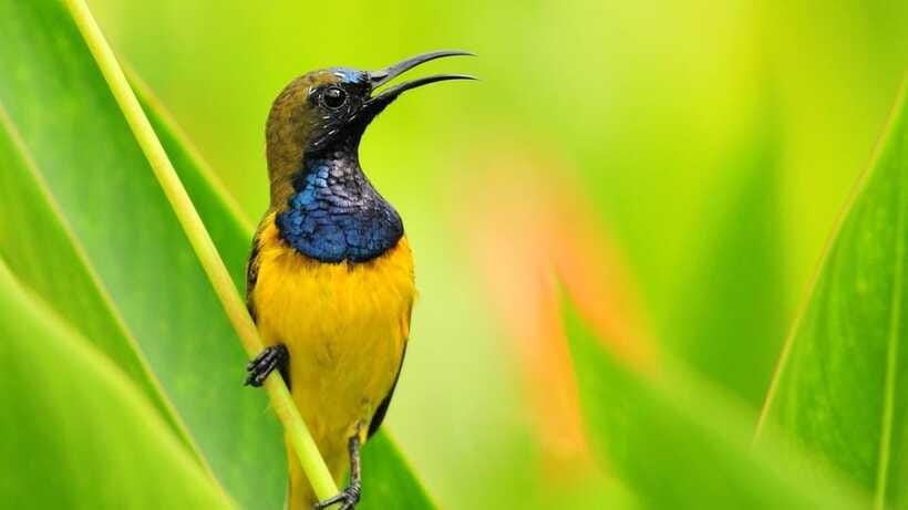 Bali: Countryside Bird Watching Tour with Hotel Transfer - Timing, transport, and optional extras