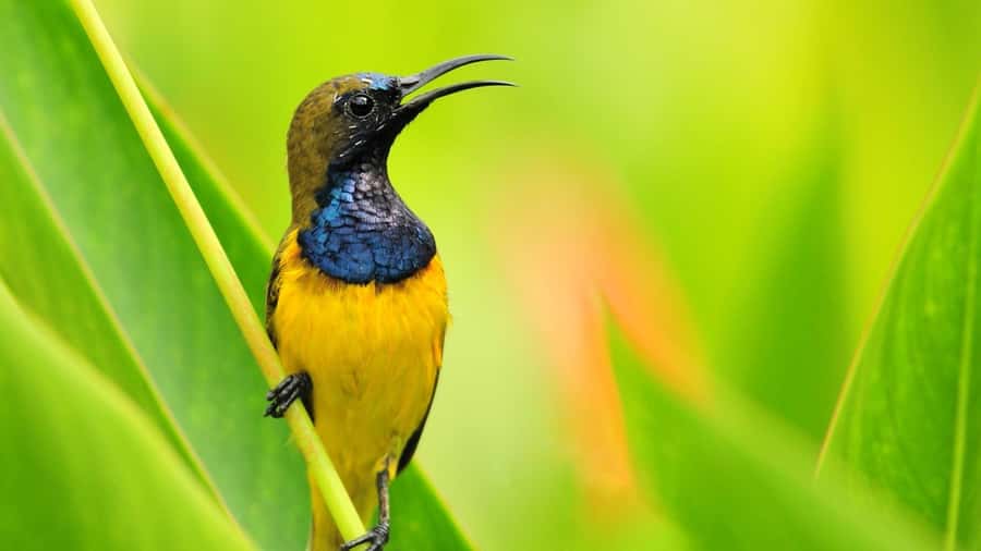 Bali: Countryside Bird Watching Tour with Hotel Transfer - Rice terraces and village paths near Ubud