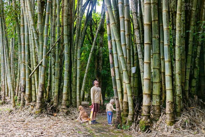 Bali Cultural Heritage Bamboo Forest Tour (Private All Inclusive) - Mount Batur views and lunch