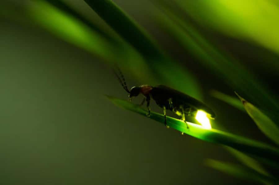 Bali: Cultural Ritual, Local Cuisine & Firefly Adventure - Dinner beside the rice fields
