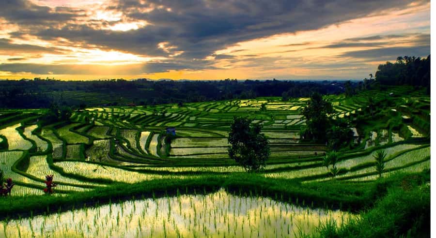 Bali: Customised North Bali Tour With Hotel Transfer - Key points to know before booking