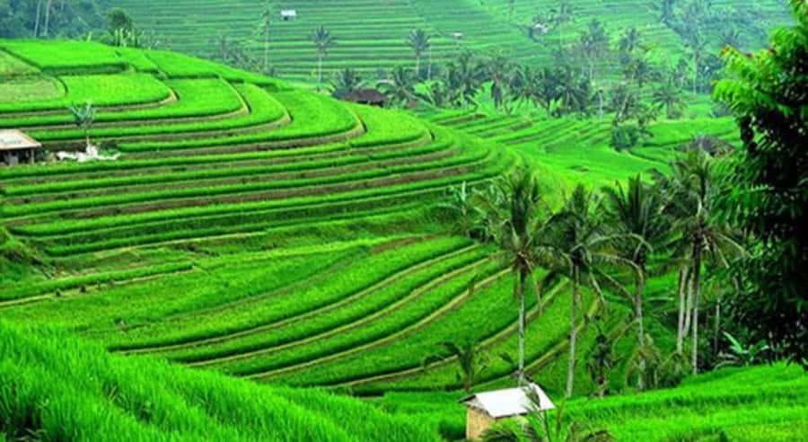 Bali: Customised North Bali Tour With Hotel Transfer - A long ride into North Bali