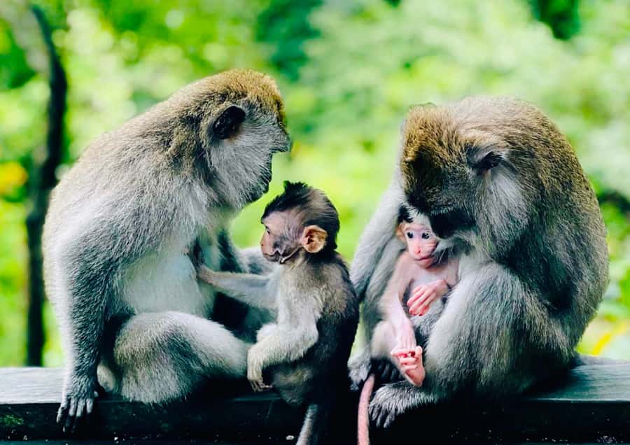 Bali: Customized Private Car Charter with Optional Guide - Should you book this Bali car charter?