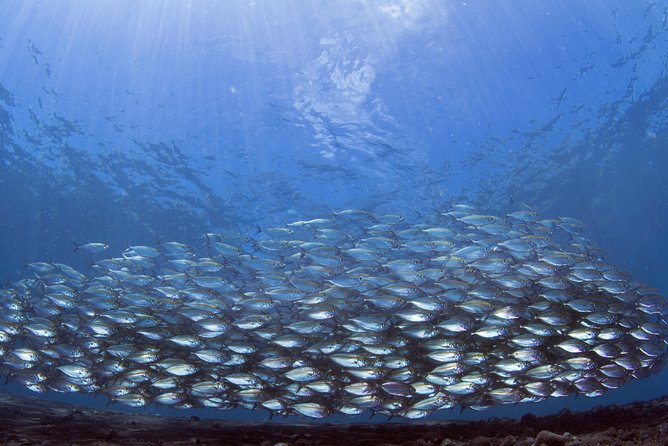 Bali Diving Day Trip-Manta Point/Tulamben Shipwreck-Fun Dive - The itinerary wording needs a careful check