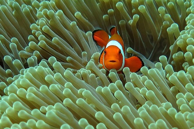 Bali Diving for Beginners: Tulamben Liberty Wreck - Why Tulamben’s Liberty Wreck Works for First-Time Scuba