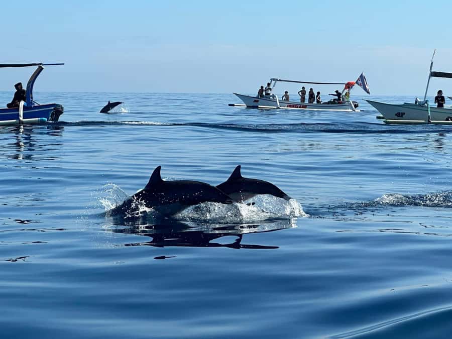 Bali: Dolphin Swimming Tour with ATV Quad Bike & Waterfall - Wanagiri ATV Ride: Coffee Plantations and Rough Tracks