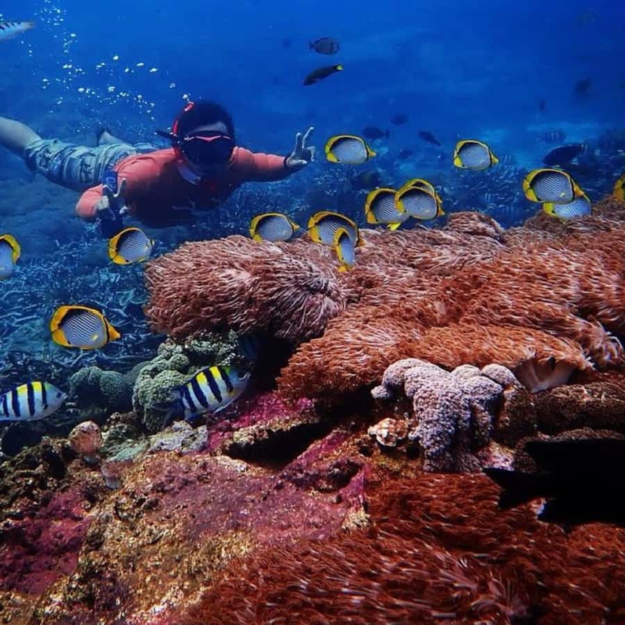 Bali : Full Day Nusa Lembongan - Snorkeling Tour - Snorkeling is the best reason to book