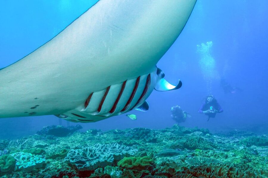 Bali: Full-Day Snorkeling Trip to Nusa Penida & Manta Point - Who will enjoy this Nusa Penida outing