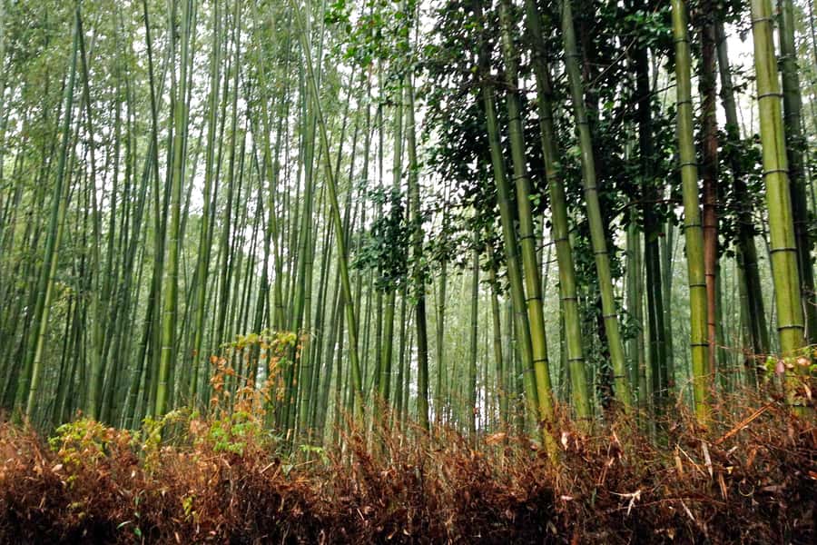 Bali: Full-Day Trip to Penglipuran Village and Bamboo Forest - Coffee, tea, and luwak tasting in Temen