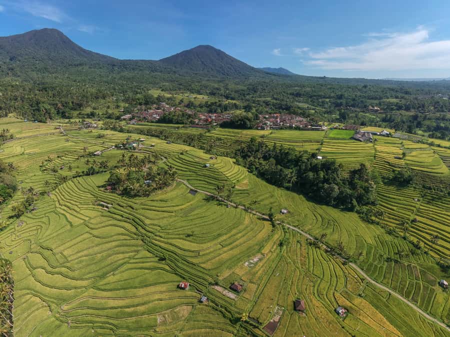 Bali: Green and Heritage West Trip Private Tour, Luxury Car - The plantation stop is short but different