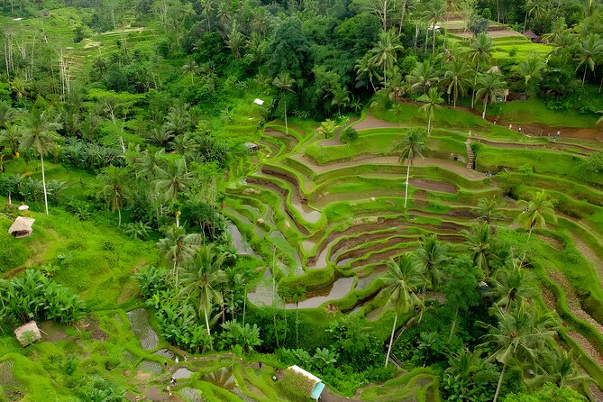 Bali Half-Day Car Charter: Ubud Waterfall Trip for 7 Hours - What this private Ubud day is really like