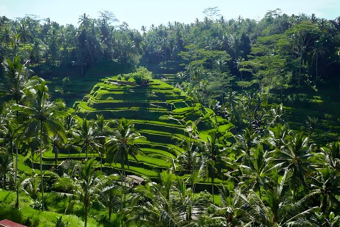Bali Half Day-Tour: Ubud Night Trip Packages - Sacred Monkey Forest and its temple setting
