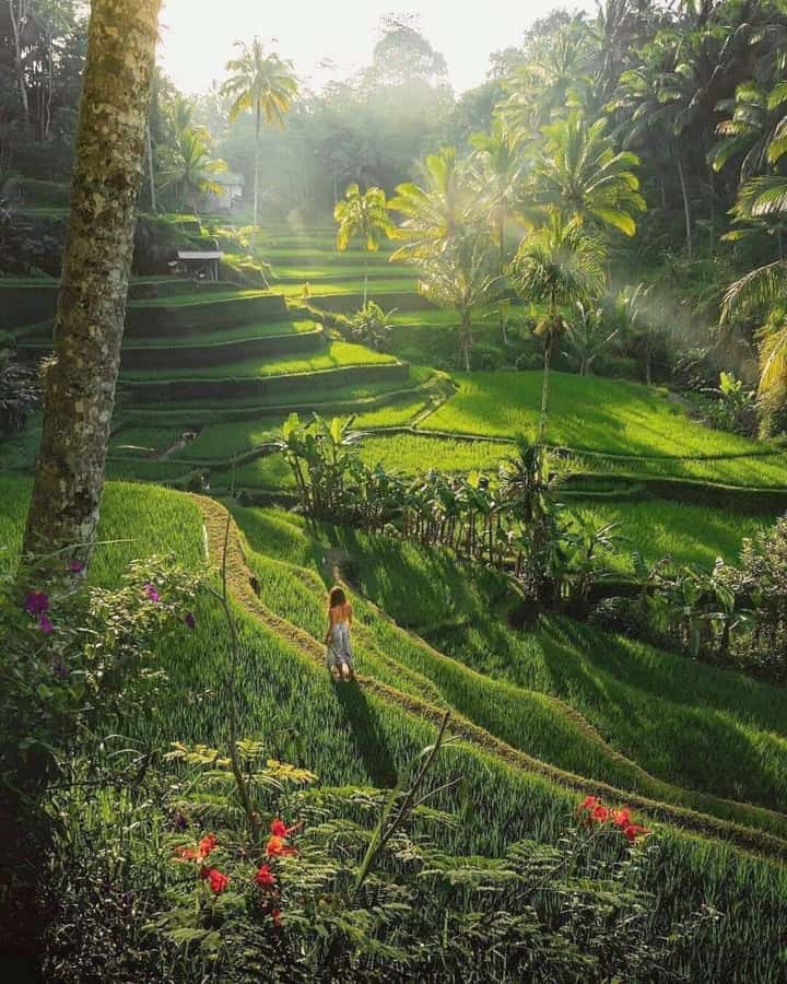 Bali : Highlight of Ubud Culture, Temple and Batur Volcano - A full day that explains Bali through movement, stone, and scenery
