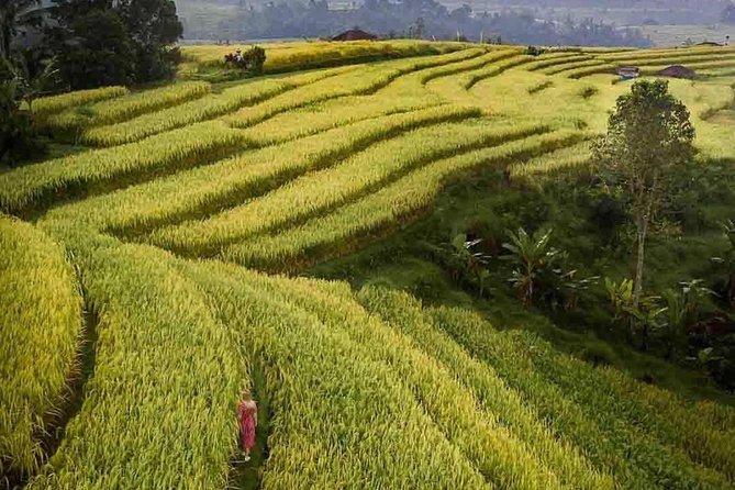 Bali Highlight Tours - Spending two hours among Jatiluwih’s rice terraces