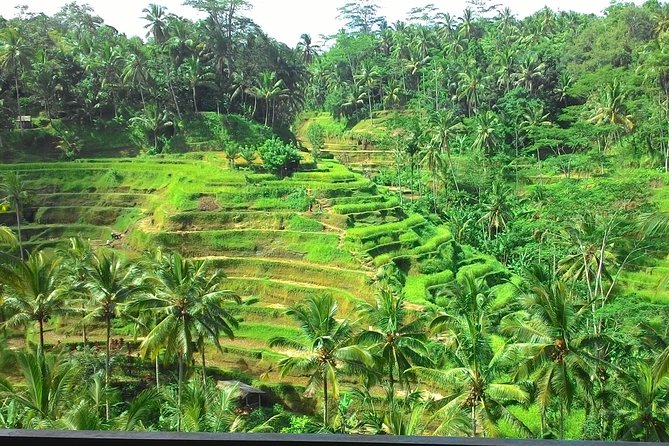 Bali Hindu temple, Rice terrace, Waterfall -All Inclusive - Coffee at Uma Pakel Agro Tourism