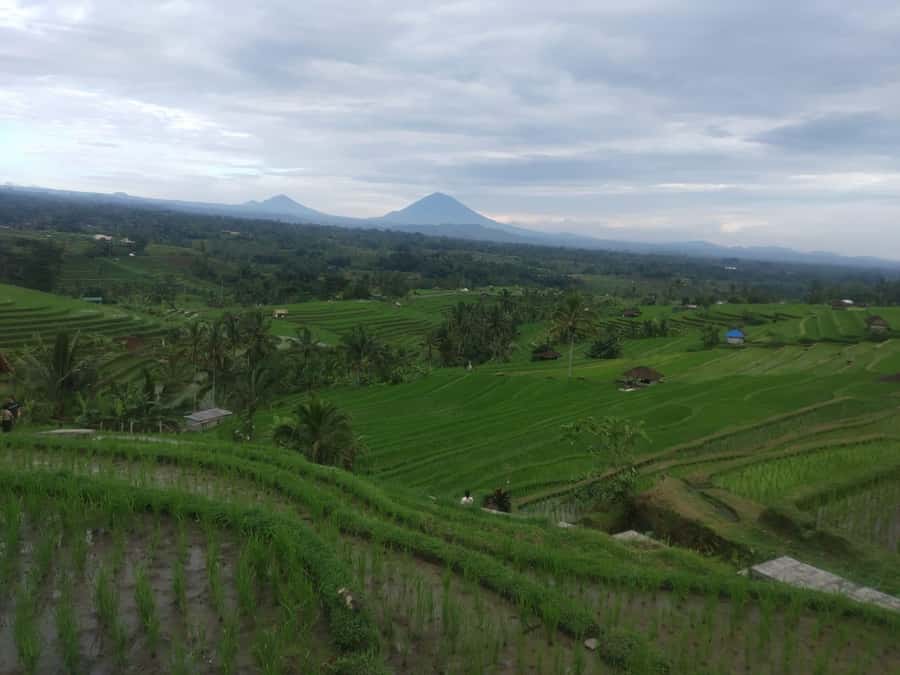 Bali in 1 Day : Iconic temples -UNESCO Sight - All inclusive - Who should book this day trip