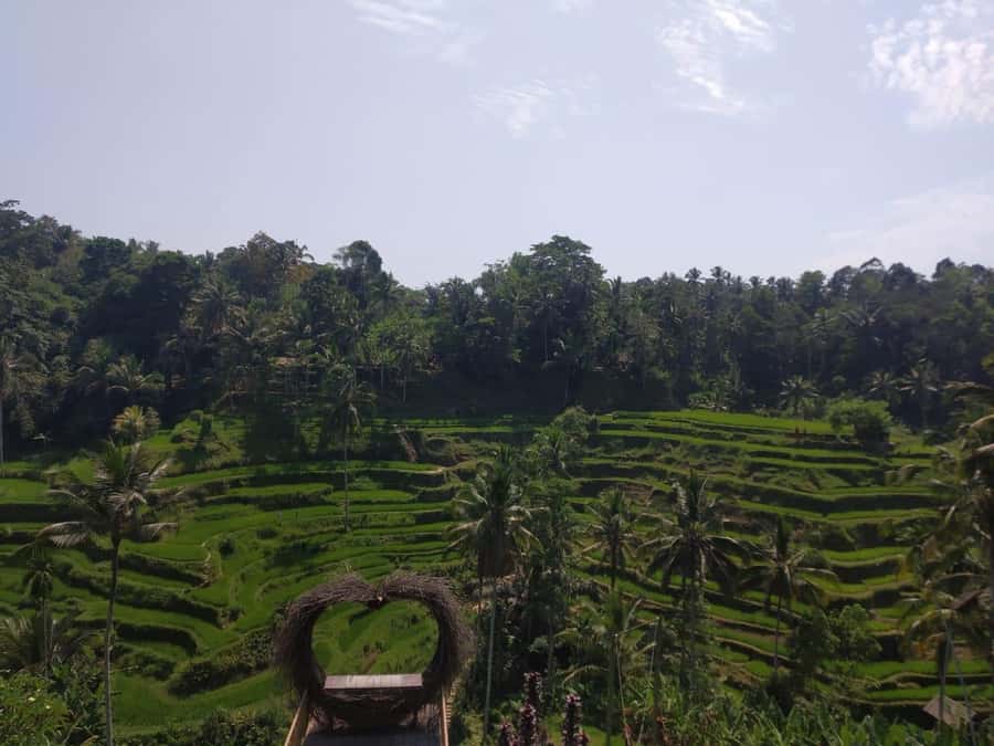 Bali in 1 Day : Iconic temples -UNESCO Sight - All inclusive - A short coffee plantation stop