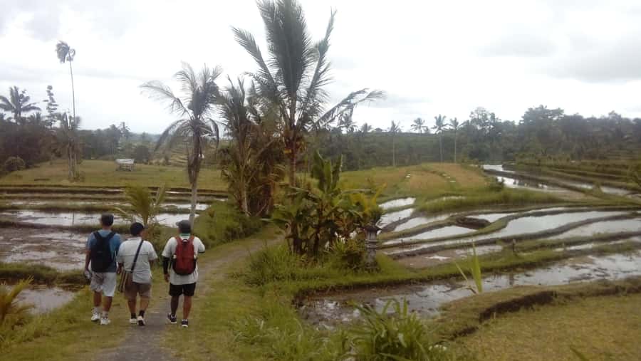 Bali: Jatiluwih Full-Day E-Bike and Trekking Tour - Lunch in the middle of the fields