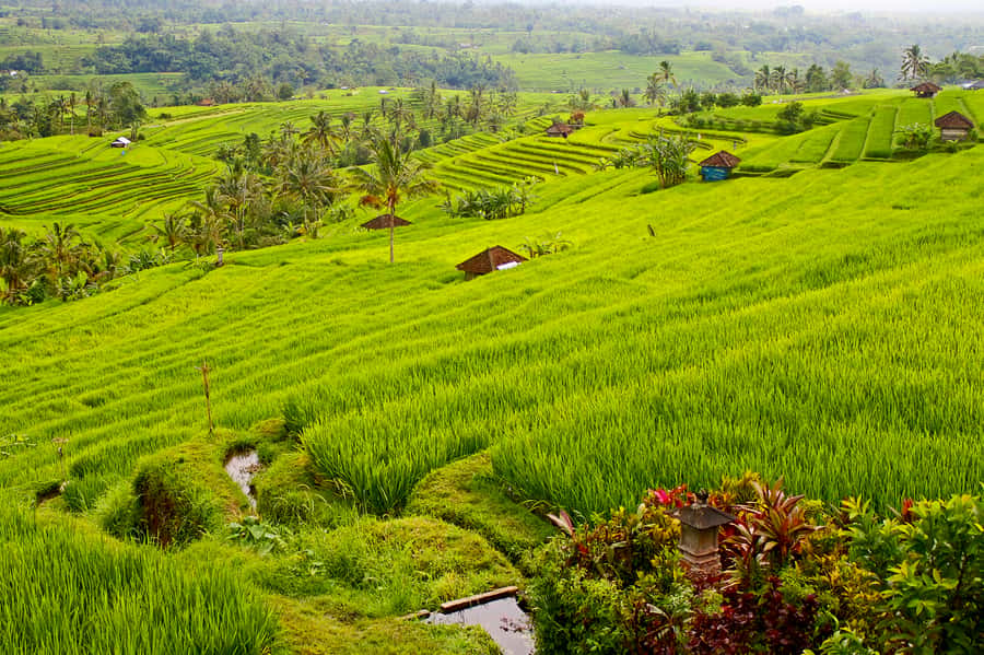 Bali: Jatiluwih Rice Terraces 1 Hour Electric Bike Tour - Key points at a glance