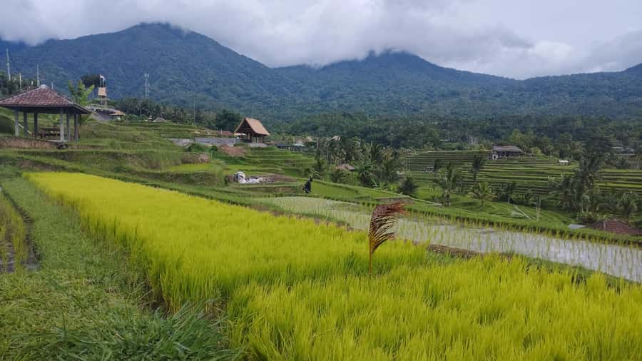 Bali: Jatiluwih Rice Terraces 1 Hour Electric Bike Tour - Rolling through the rice terraces