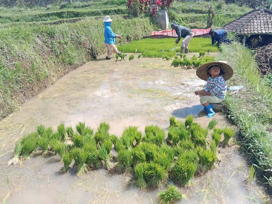 Bali: Jatiluwih Rice Terraces 1 Hour Electric Bike Tour - Is $22 a fair price?
