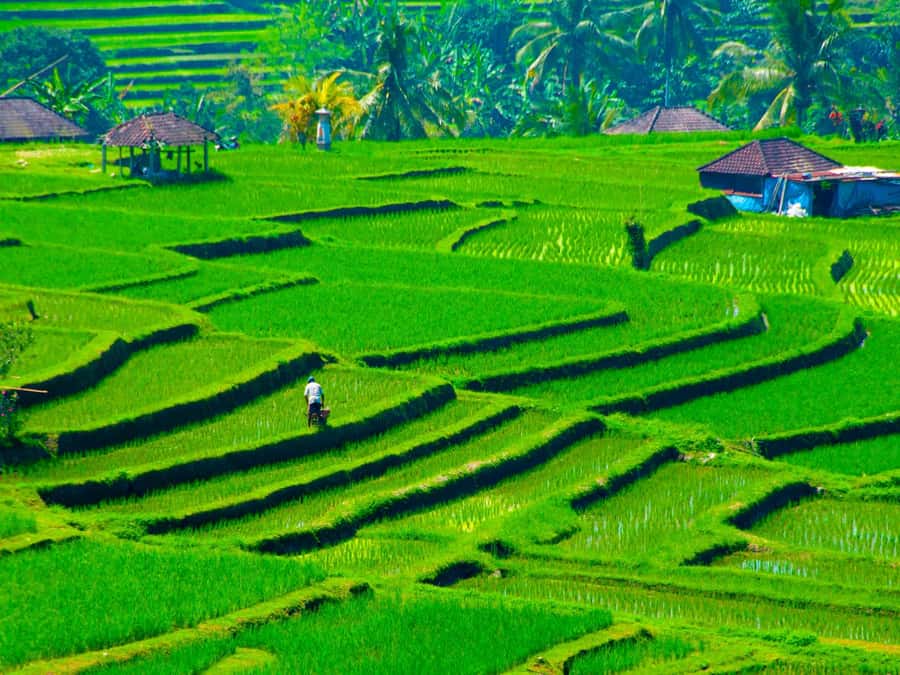 Bali: Jatiluwih Rice Terraces, Sangeh Forest & Coffee Tour - Key points at a glance