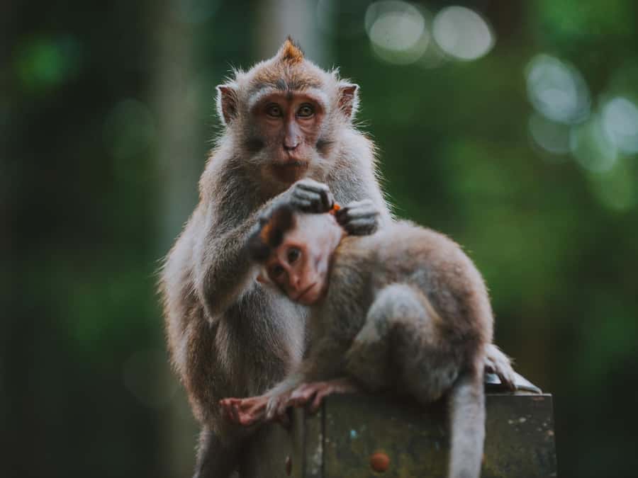 Bali: Jatiluwih Rice Terraces, Sangeh Forest & Coffee Tour - Who will enjoy this Bali outing most