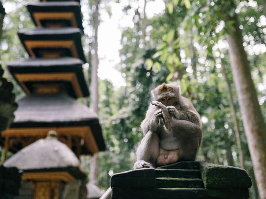Bali: Jatiluwih Rice Terraces, Sangeh Forest & Coffee Tour - Planning the morning without surprises
