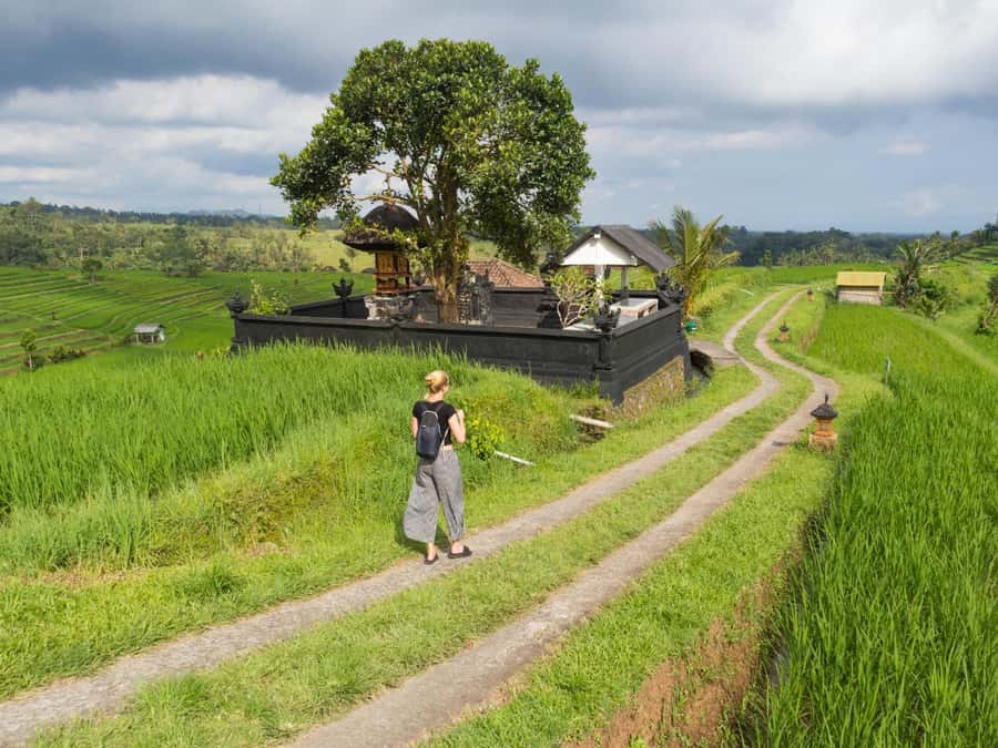 Bali: Jatiluwih Rice Terraces, Sangeh Forest & Coffee Tour - Sangeh Forest and its temple monkeys