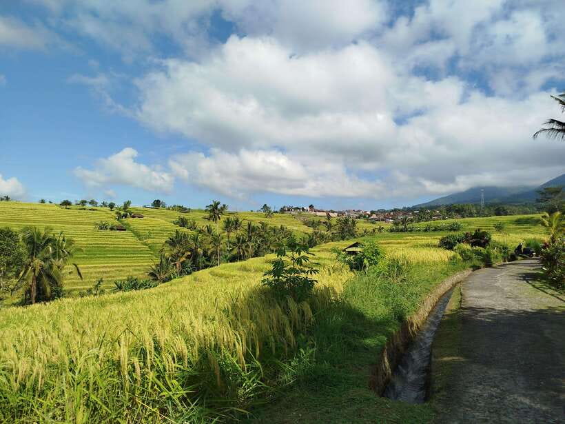Bali: Lake Temple, Jatiluwih Rice Terrace & Waterfall Tour - Coffee plantation tasting, with one small catch
