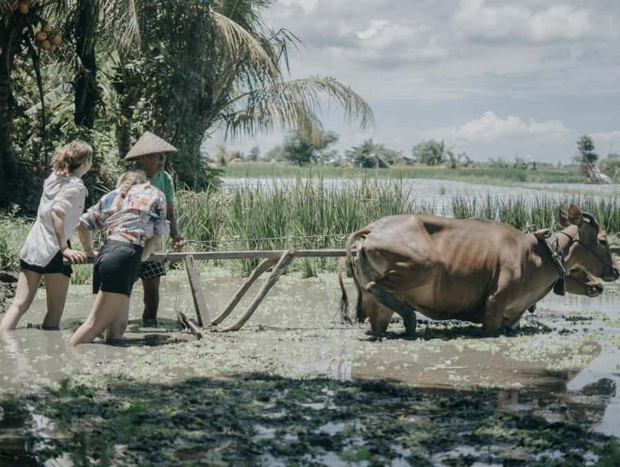 Bali: Local Village and School Tour with Lunch - Barong, bamboo music, and offering customs